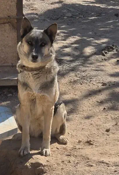 سگ ژرمن ماده|سگ|شیراز, گویم|دیوار