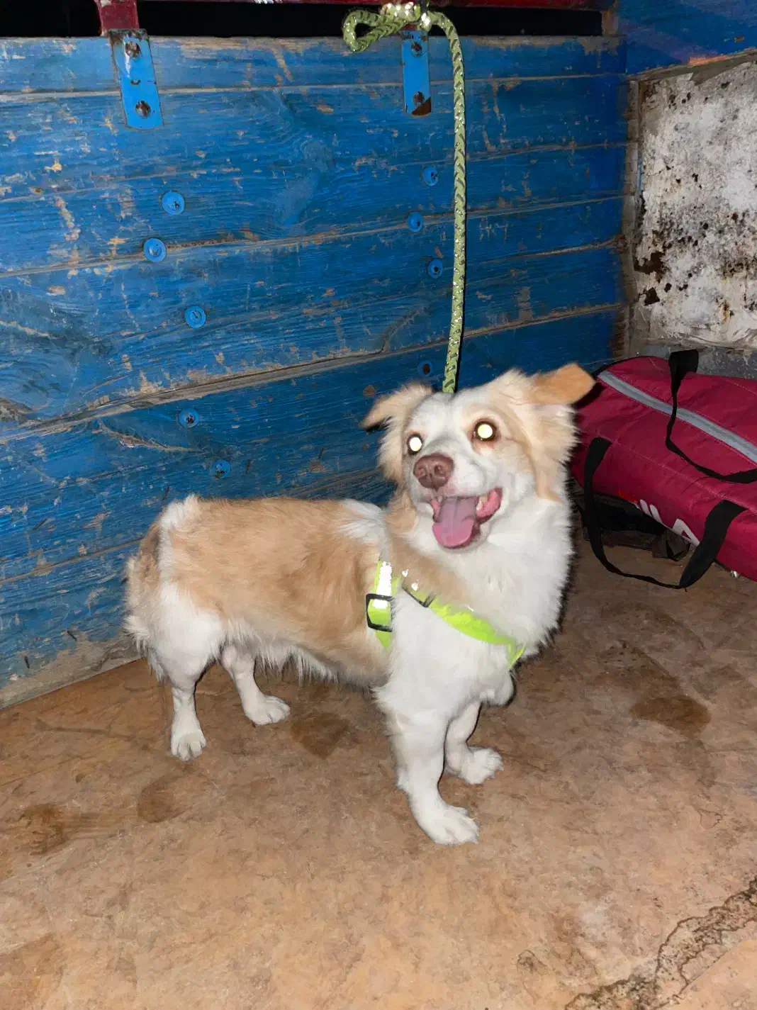 سگ گمشده حدود یکماه پیش،محدوده شیراز|سگ|شیراز, حومه شیراز|دیوار