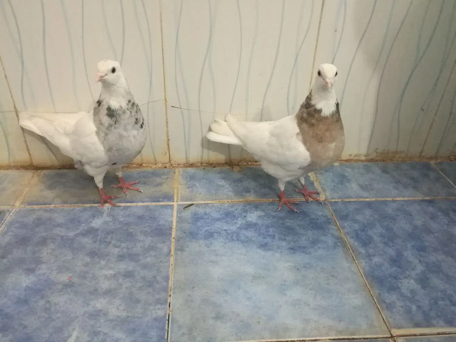 کفتر طوقی|پرنده|خرمشهر, |دیوار