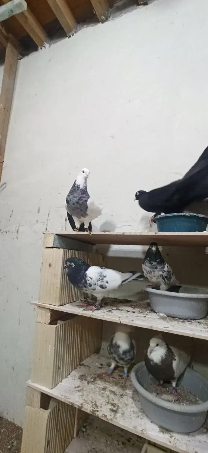 همه مدل مولد جوجه بده هوایی وزمینی گره|پرنده|قشم, |دیوار