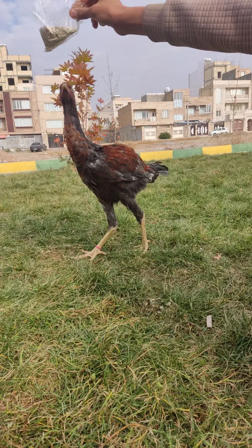 لاری|حیوانات مزرعه|کامیاران, |دیوار