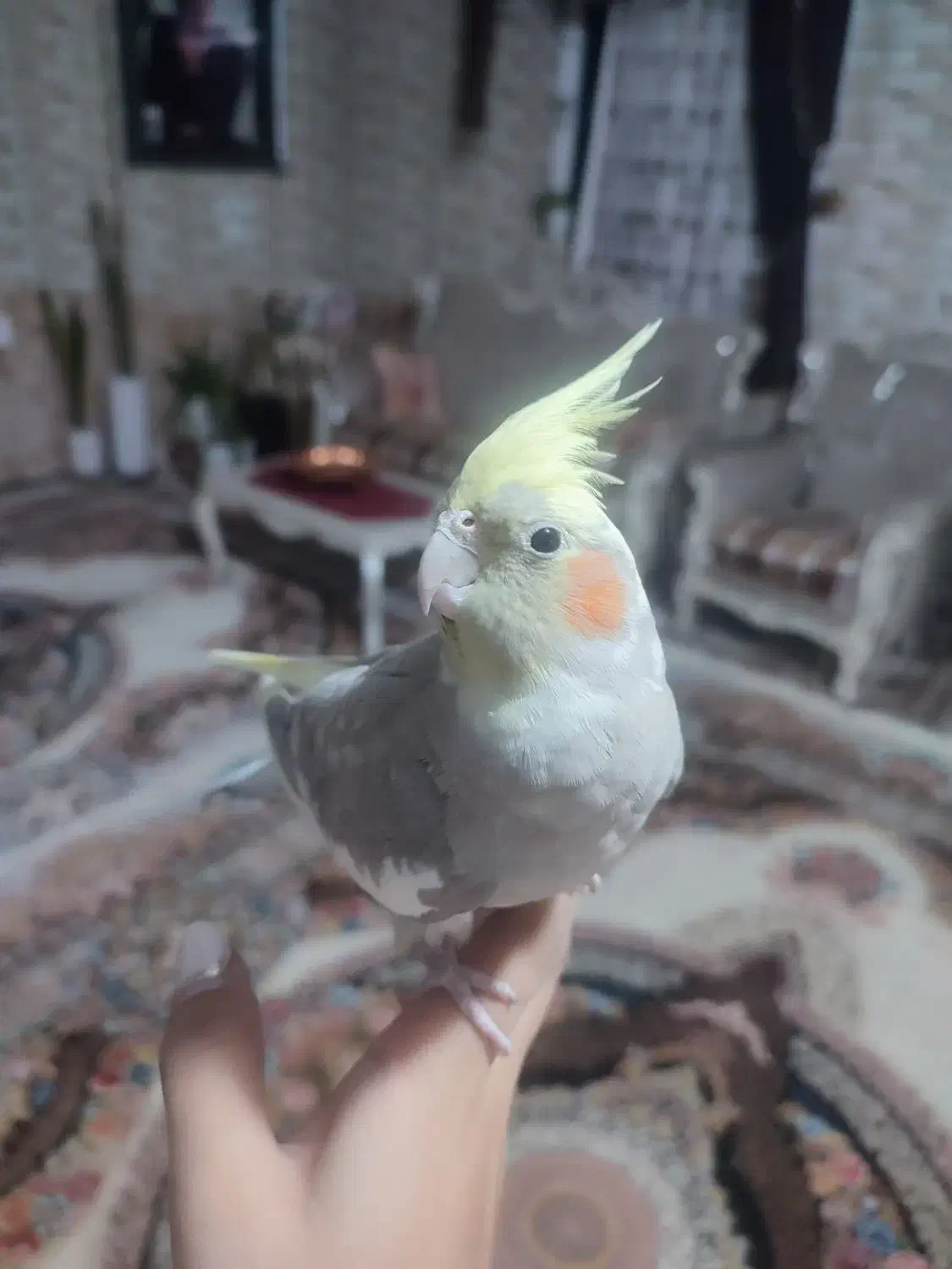 عروس هلندی|پرنده|فارسان, |دیوار