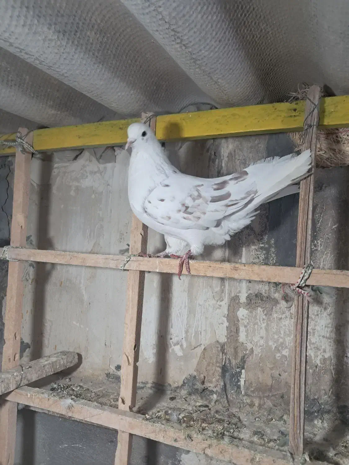 کبوتر غریب|حیوانات|کرج, کوی کارمندان جنوبی|دیوار