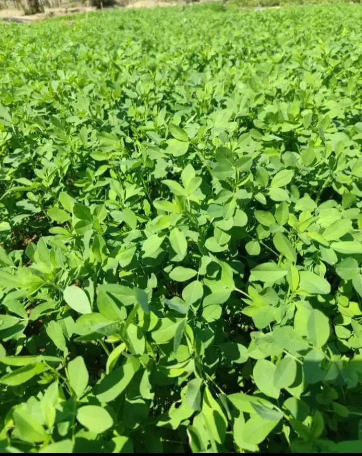 تخم علف محلی بمی|عمده‌فروشی|بم, |دیوار