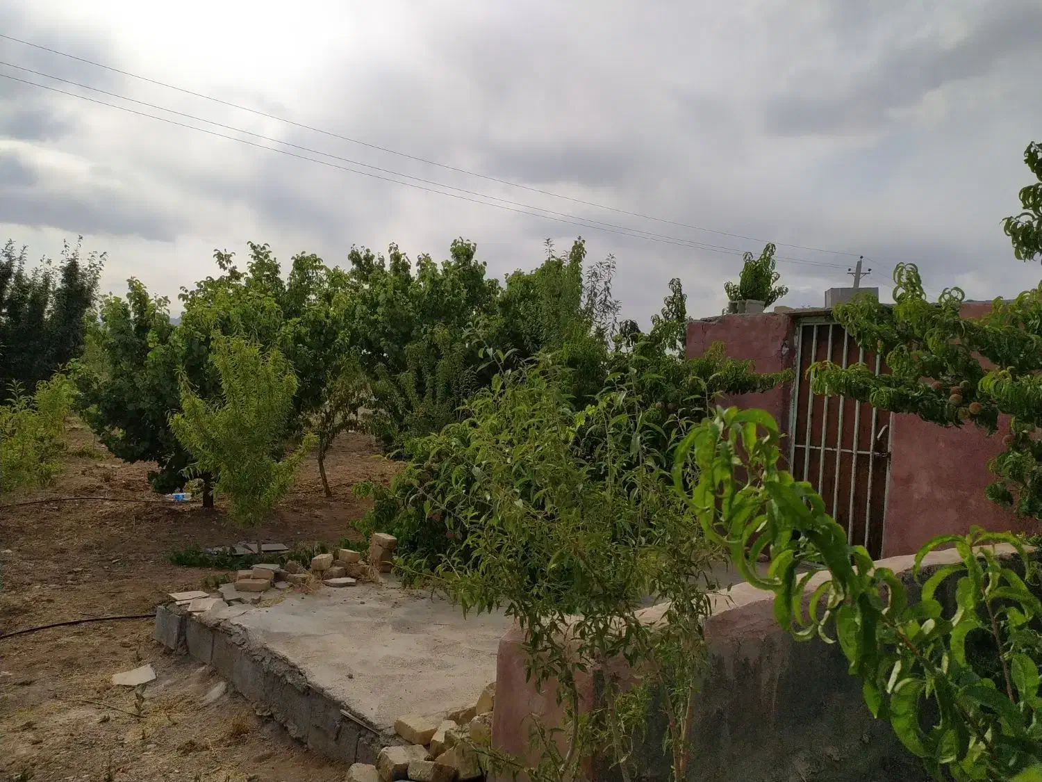 باغ کشاورزی طرح همت آباد 1260 متری|فروش دفتر صنعتی، کشاورزی، تجاری|زاینده رود, |دیوار