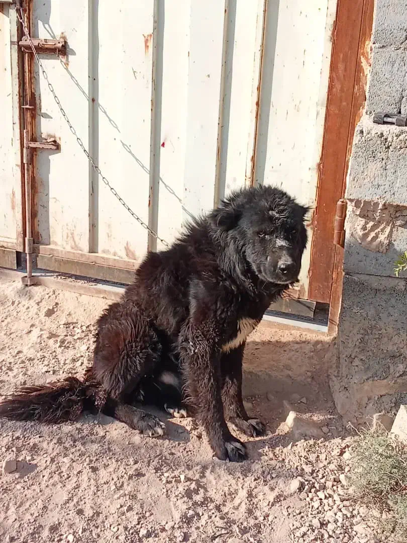 سگ قهدریجانی|سگ|برخوار, |دیوار