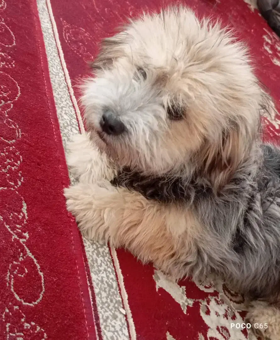 فروش سگ فانتزی|سگ|شیراز, فرودگاه شهید دستغیب شیراز|دیوار