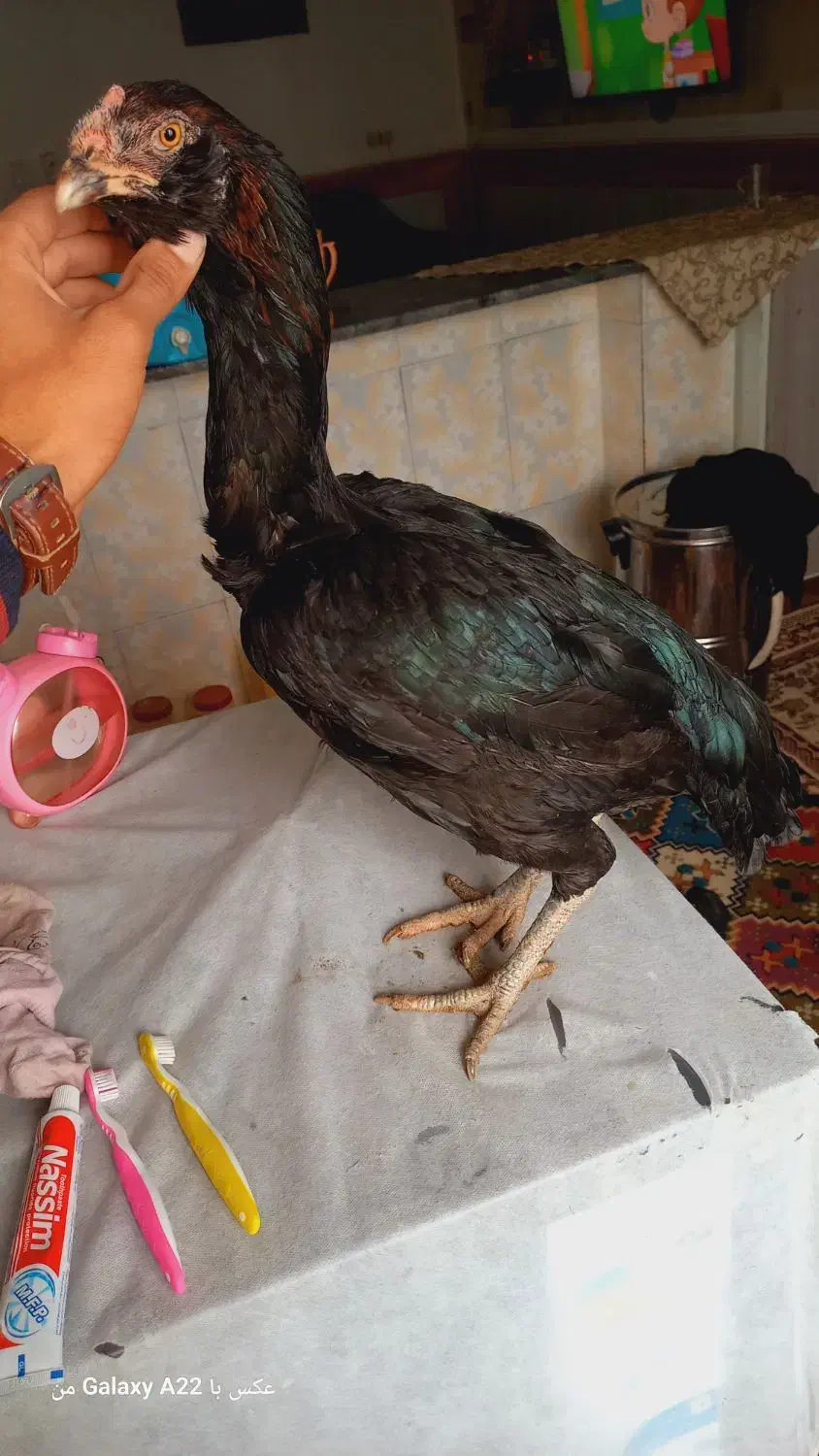 مرغ لاری یک تیغ مشکی|حیوانات مزرعه|نیمروز, |دیوار