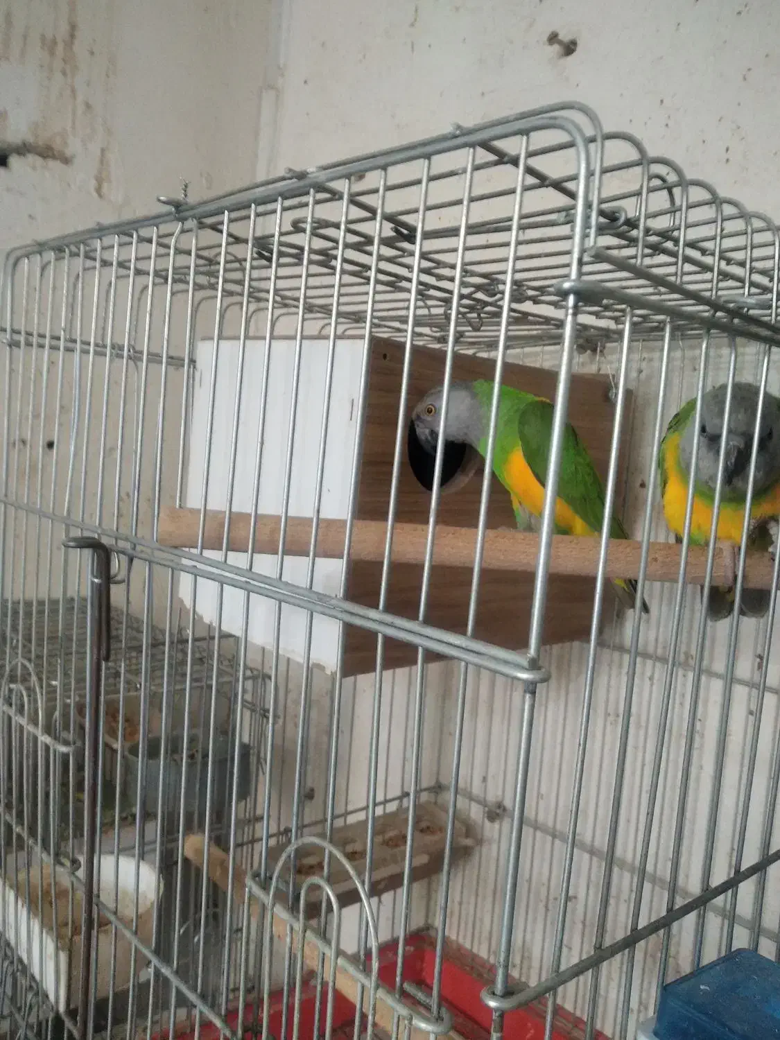 فروش چندجفت پرنده|پرنده|کرمان, |دیوار