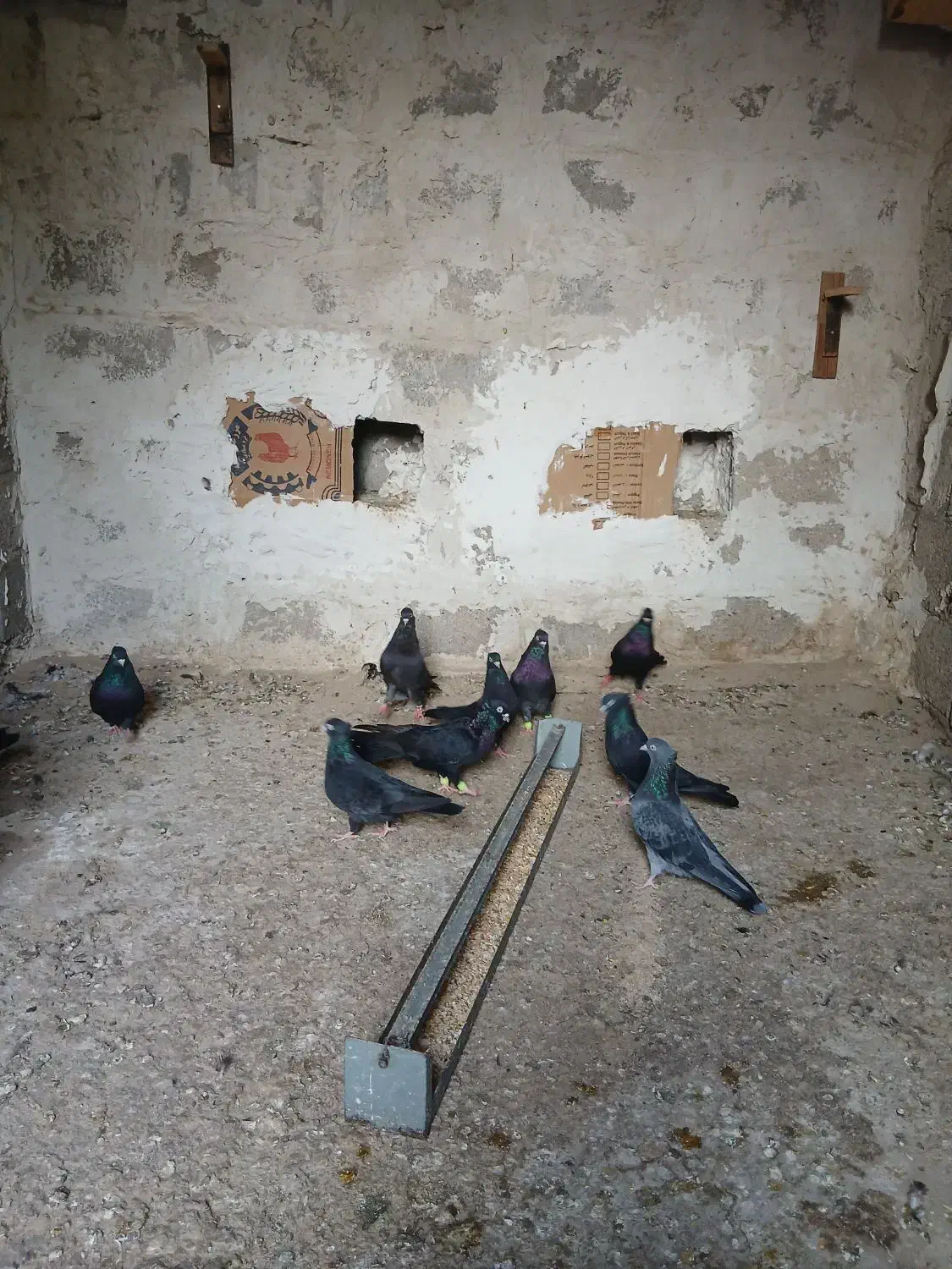 ۱۱عدد کبوتر زاغ|پرنده|کاکی, |دیوار