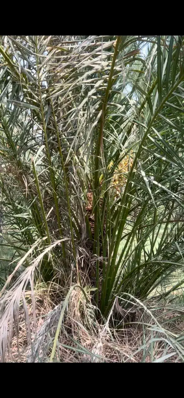 دمیت بریمی درجه یک ۱۰۰ عدد|خدمات باغبانی و درختکاری|بوشهر, |دیوار