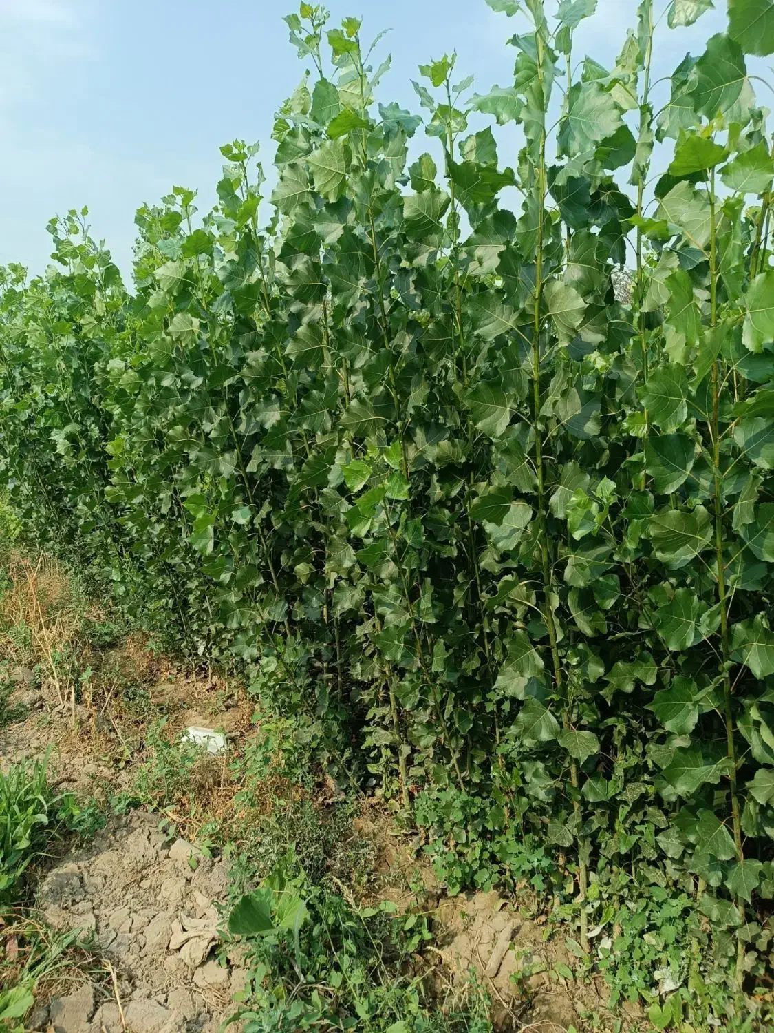 پسته پایه بادامی و بنه منناسب دین و خاک شور|خدمات باغبانی و درختکاری|تهران, امیریه|دیوار