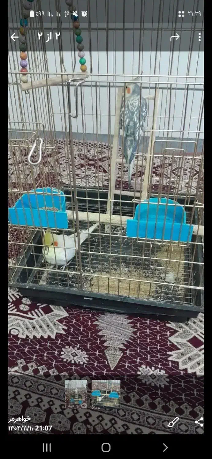 عروس هلندی|پرنده|اراک, |دیوار