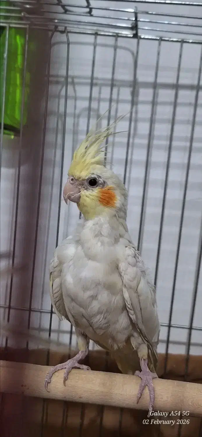 عروس هلندی|پرنده|شیراز, کوشک میدان|دیوار