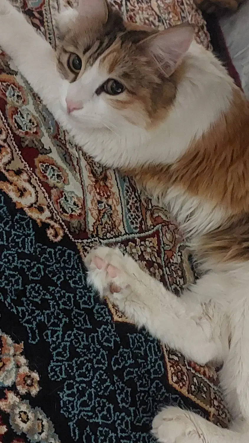 واگذاری گربه( رایگان )|گربه|بومهن, |دیوار