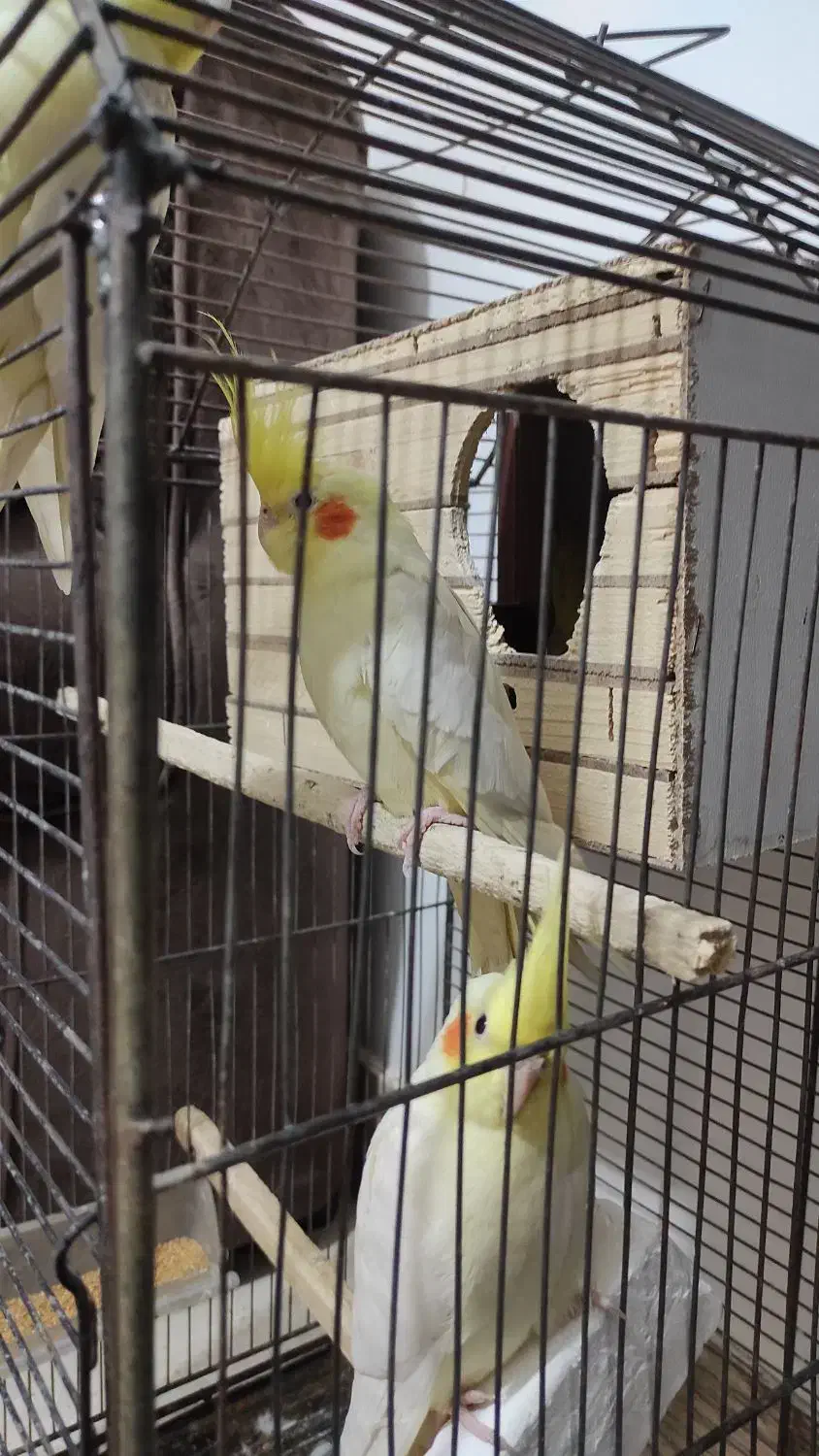 4عدد عروس هلندی|پرنده|فاضل آباد, |دیوار