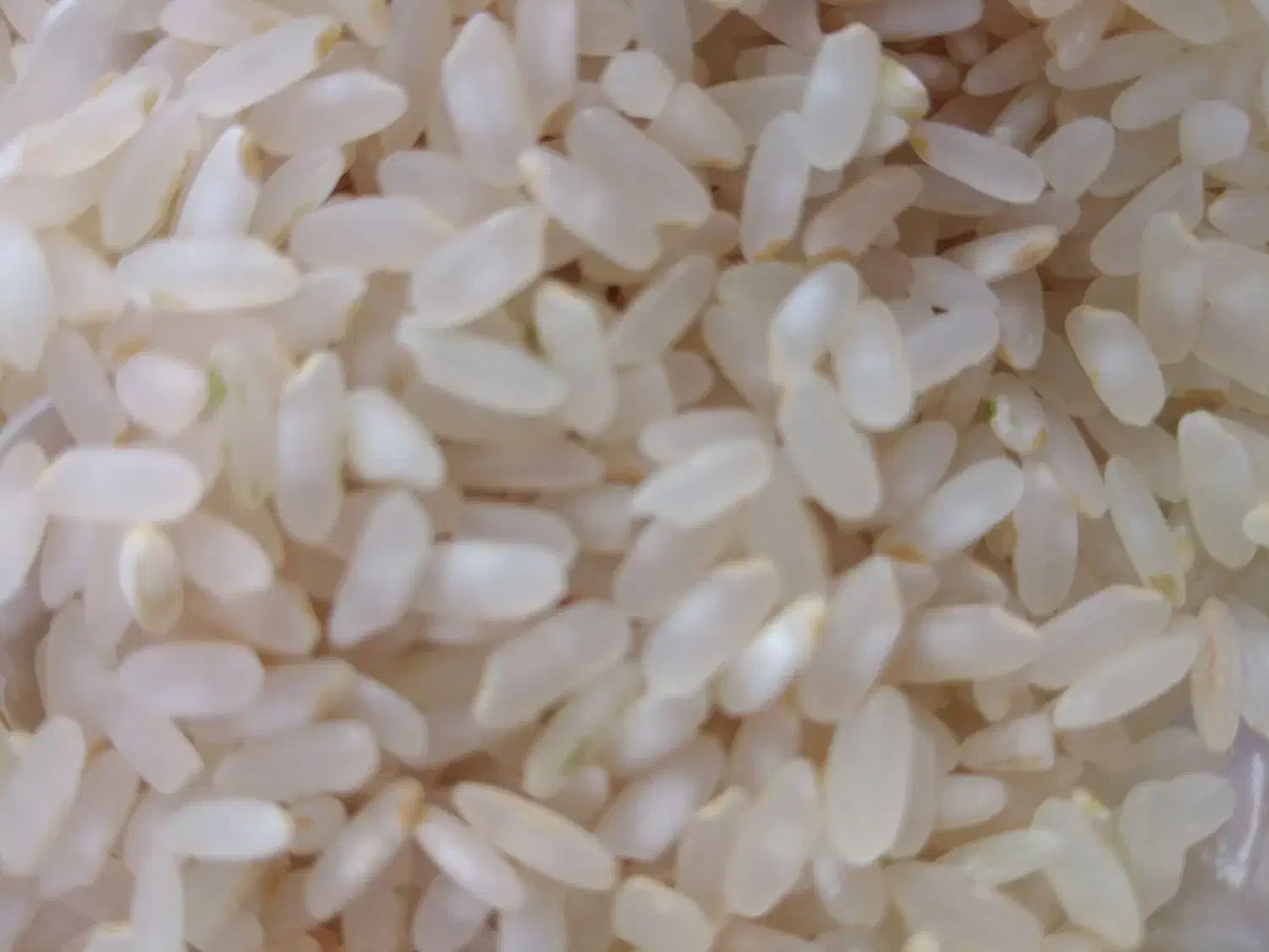 برنج کامفیروزی بشرط|خوردنی و آشامیدنی|شیراز, شریف‌آباد|دیوار