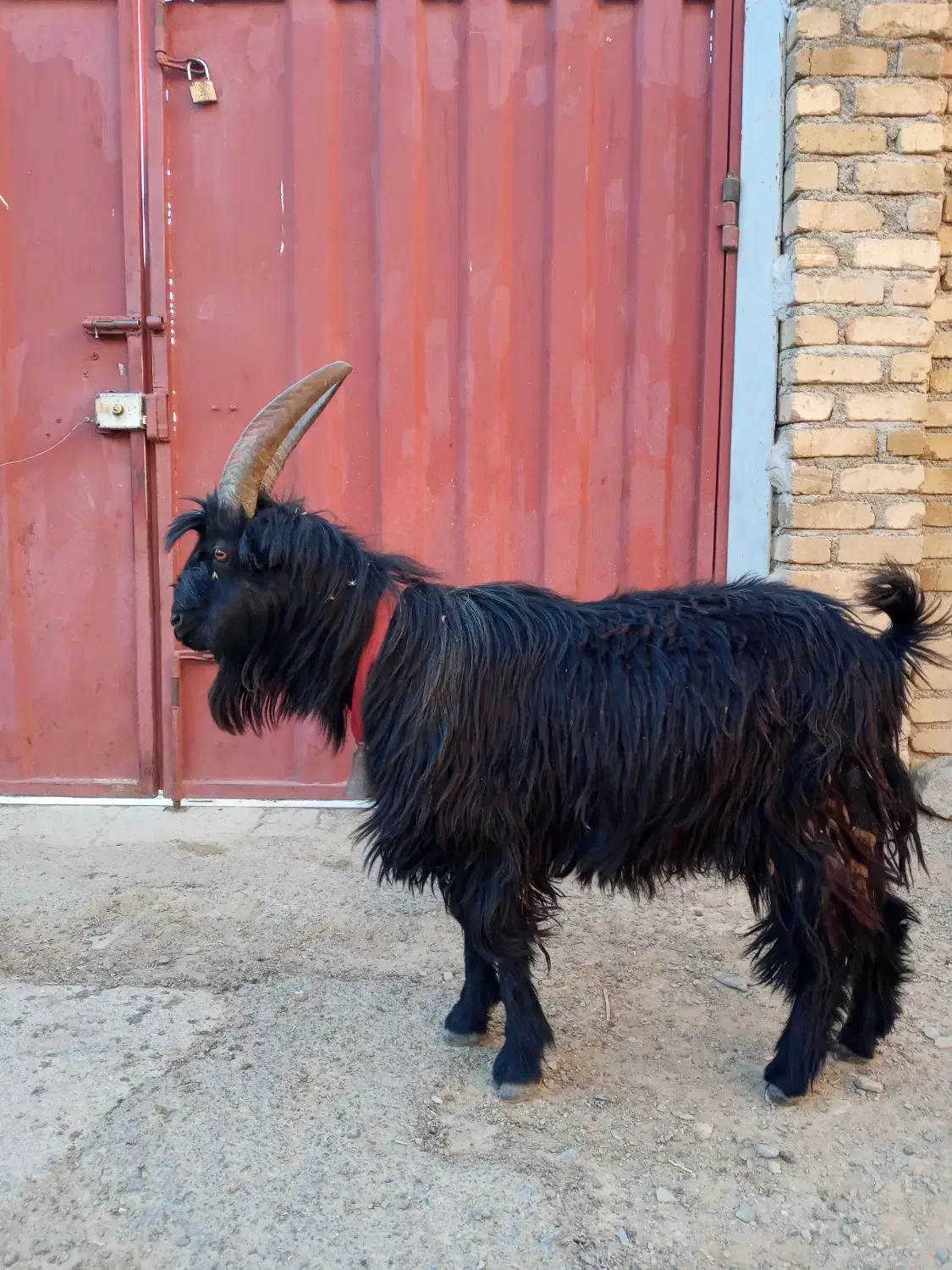 دوبور نربزترکی شیرازی|حیوانات مزرعه|سربند, |دیوار