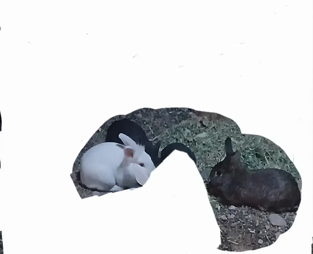 خرگوش|موش و خرگوش|تربت‌حیدریه, بالا ولایت|دیوار