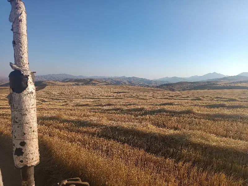 علف(گزره)|خوردنی و آشامیدنی|سارال, |دیوار