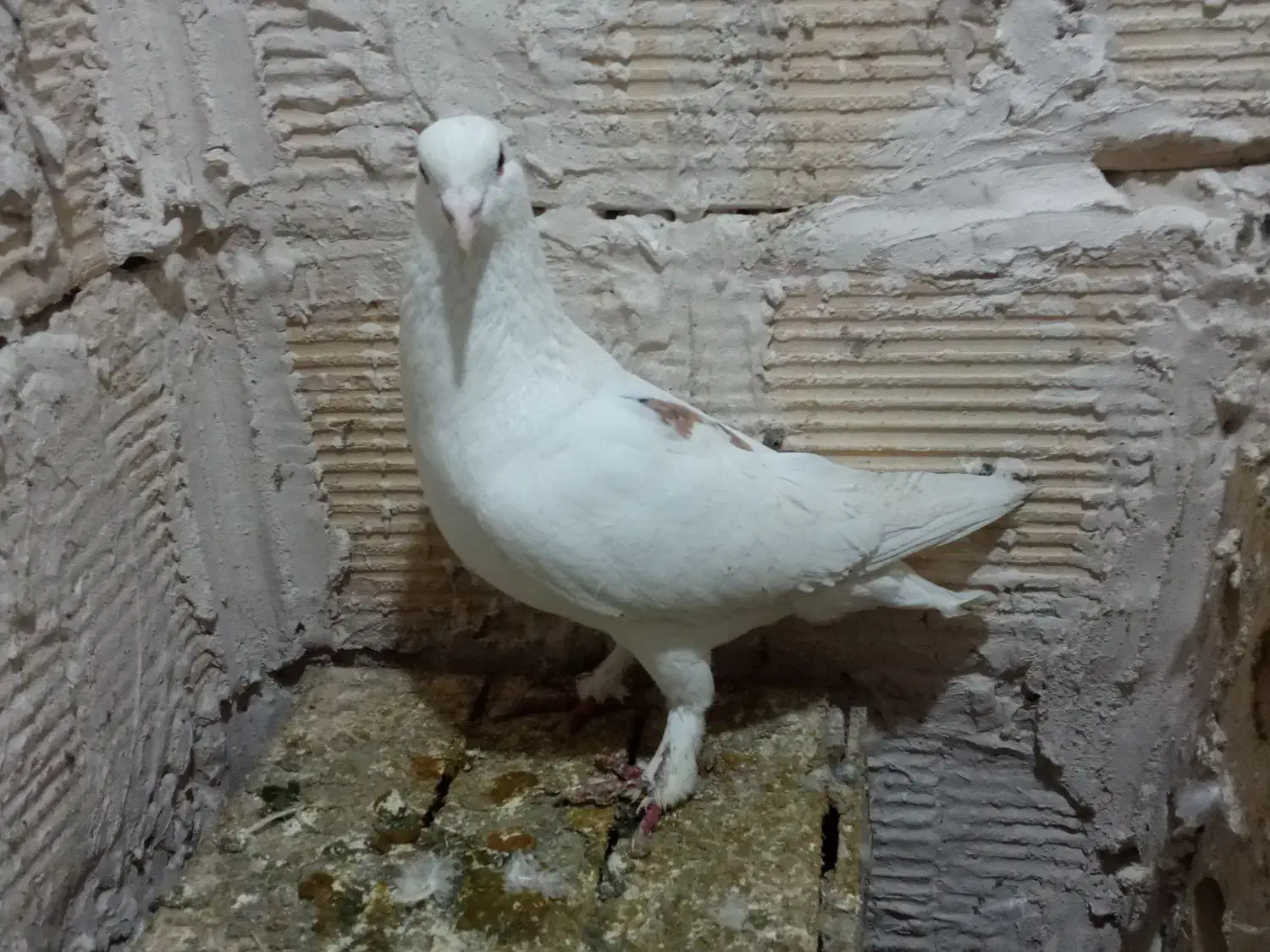 بوم|حیوانات|مشهد, شهرک شهید باهنر|دیوار