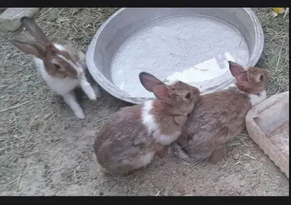 خرگوش|موش و خرگوش|زابل, |دیوار