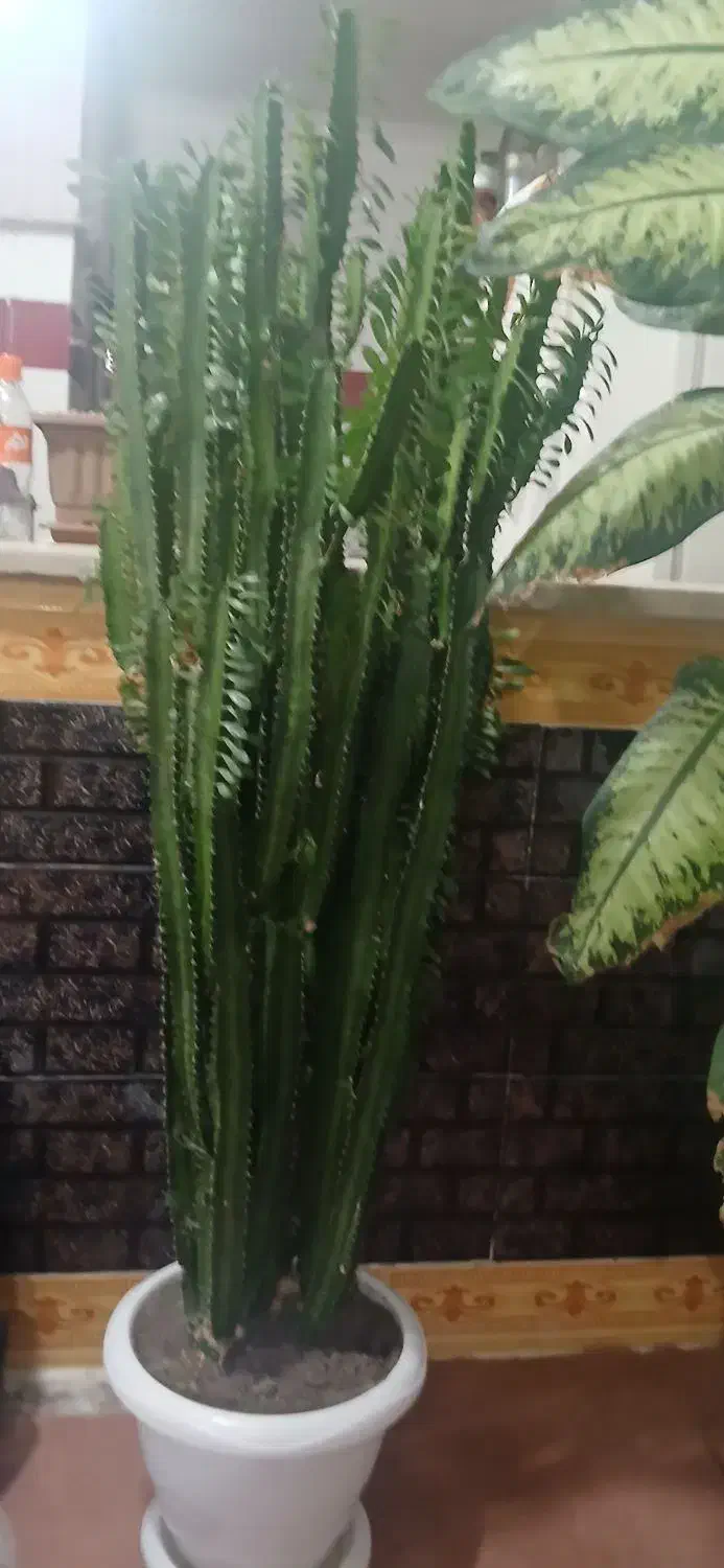 گل طبیعی|گل و گیاه طبیعی|مشگین شهر, |دیوار