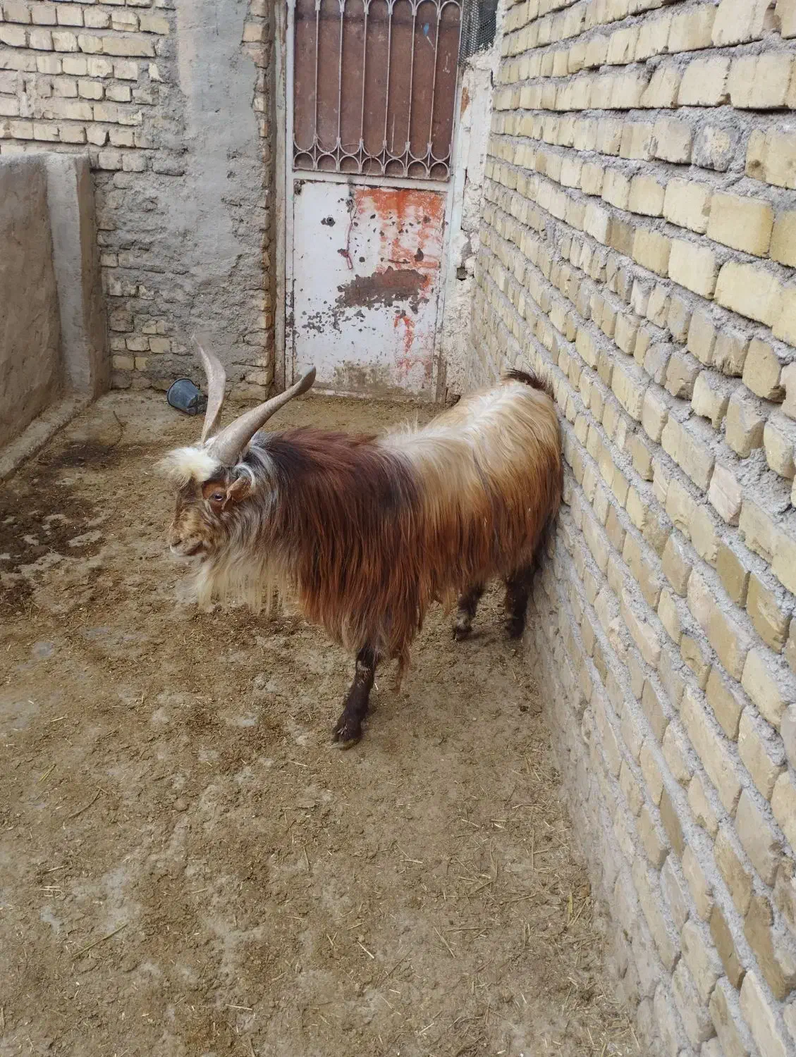 نر بز|حیوانات مزرعه|دشتابی, |دیوار