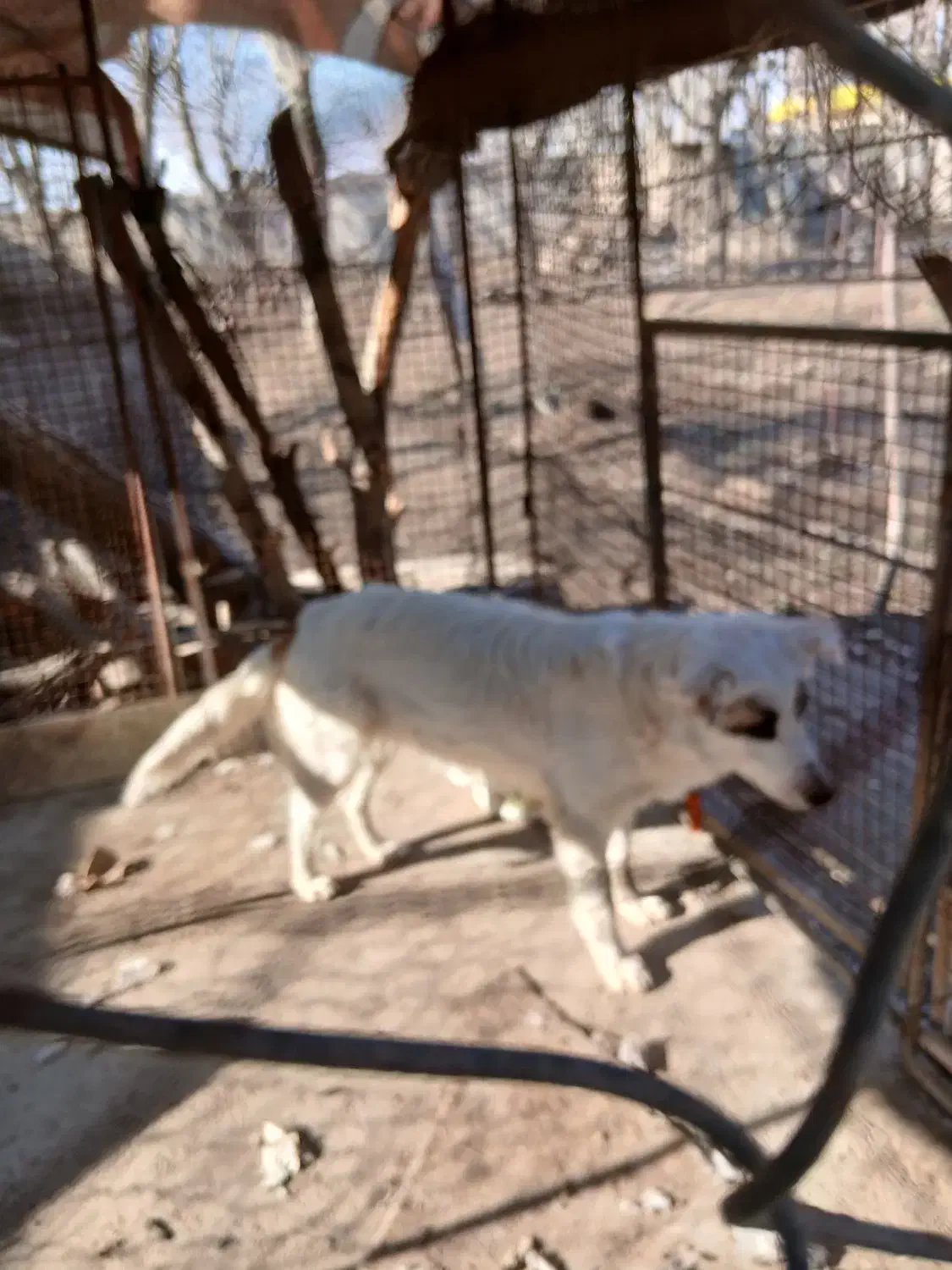 سگ نگهبان|سگ|محمدشهر, محمدشهر|دیوار