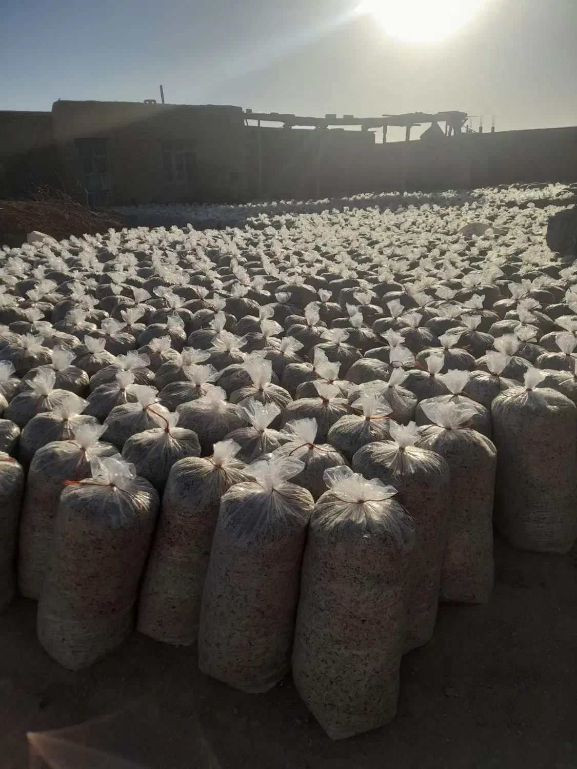 فروش‌تفاله‌تر‌چغندرمیاندواب|لوازم جانبی حیوانات|میاندوآب, |دیوار