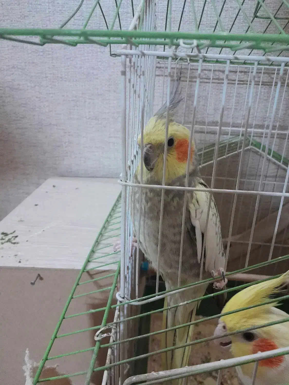 دو عدد عروس هلندی نر وماده دستی سالم تکی و جفت|پرنده|فردیس, نیروگاه برق|دیوار