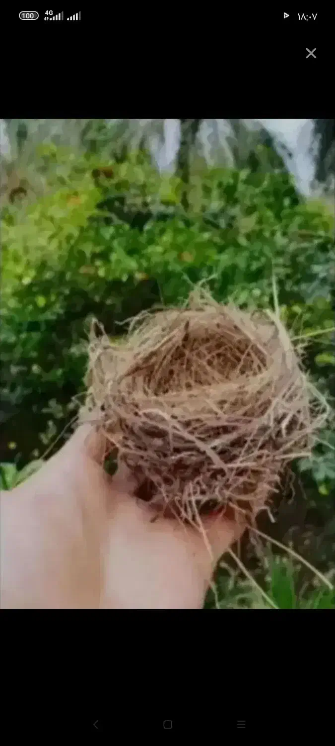 قناری نر مست دستی|پرنده|کارون, |دیوار