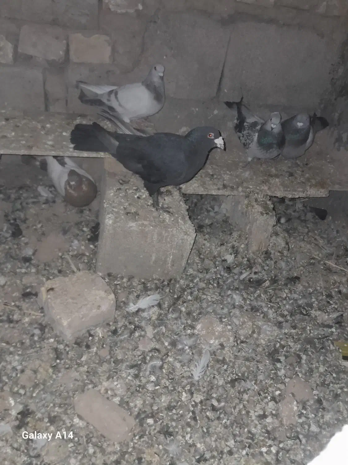 کفتر|پرنده|نگار, |دیوار