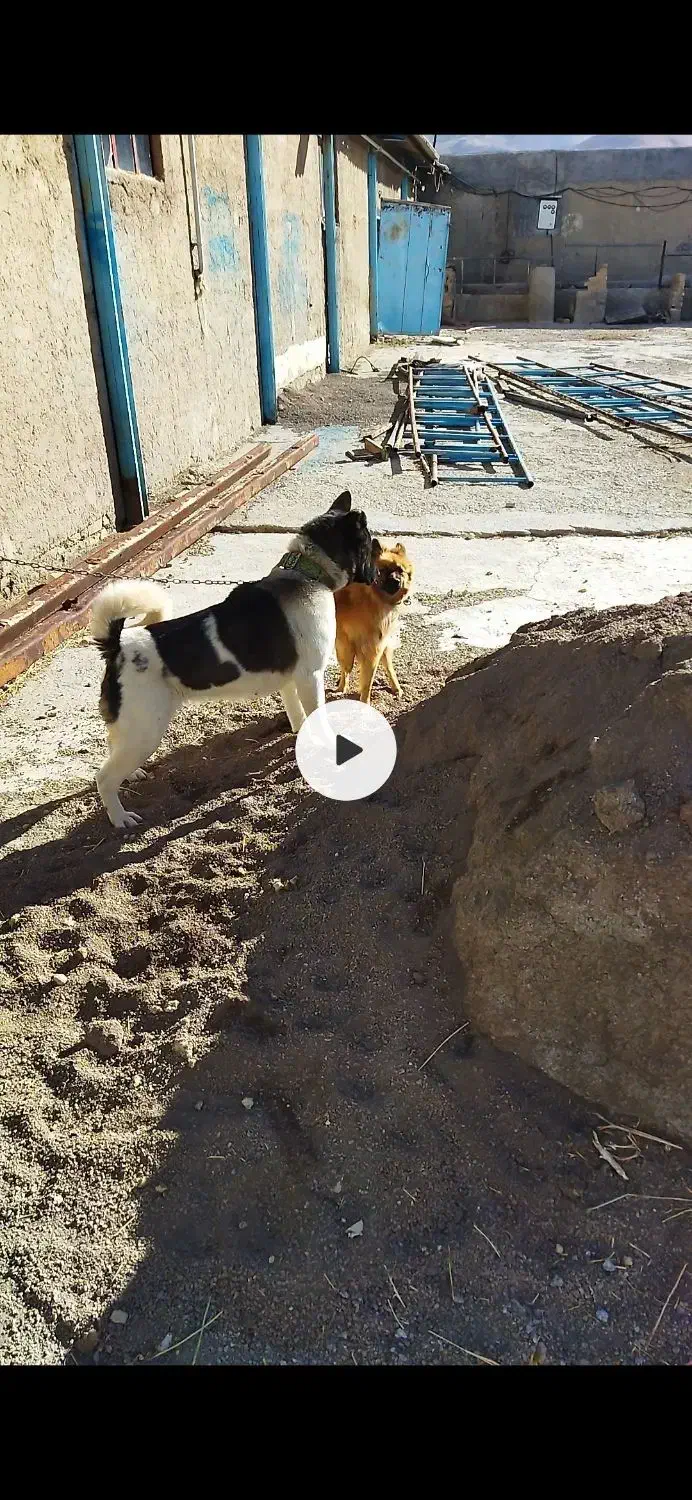 واگذاری|حیوانات|زنجان, |دیوار