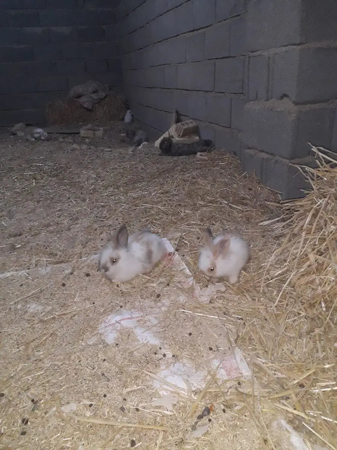 خرگوش لپ هلندی|موش و خرگوش|اقلید, |دیوار