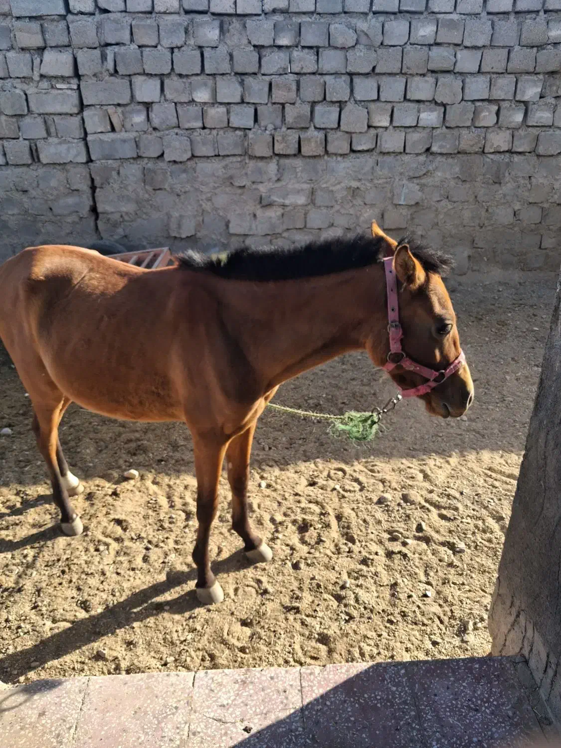 کره اسب|اسب و تجهیزات اسبسواری|دورود, |دیوار