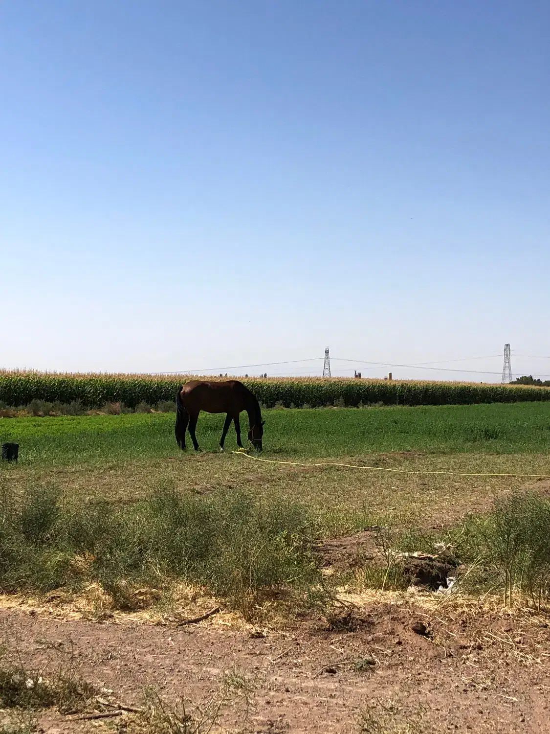 اسب ۳ ساله|اسب و تجهیزات اسب‌سواری|قزوین, |دیوار