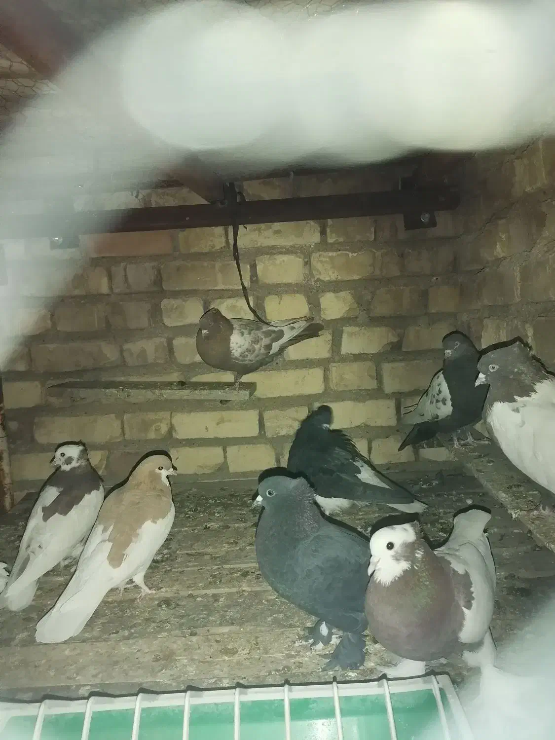 کبوتر|پرنده|نیریز, |دیوار