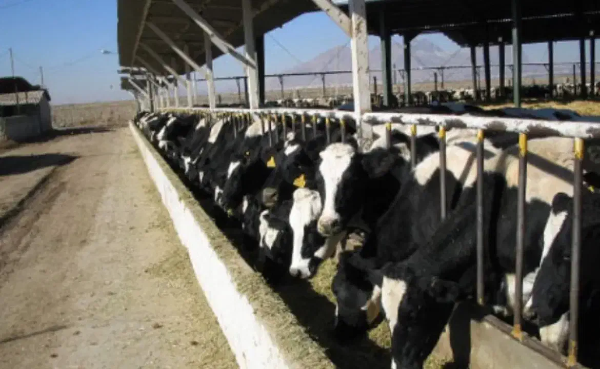 2100 متر زمین دیوار کشی شده در ابتدای جاده کوی نیک|فروش دفتر صنعتی، کشاورزی، تجاری|ابهر, |دیوار