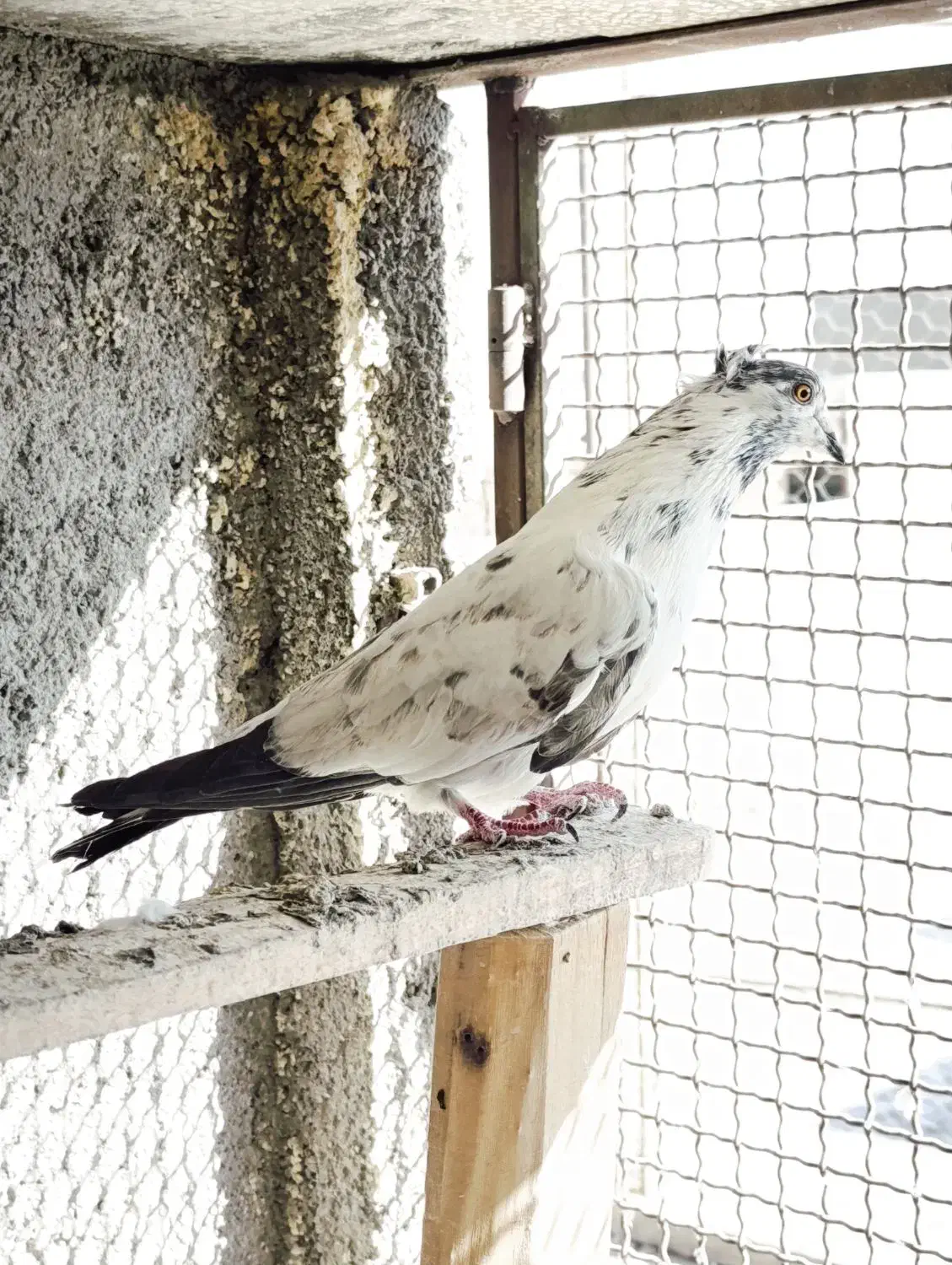 کبوتر پرشی|پرنده|سمنان, |دیوار