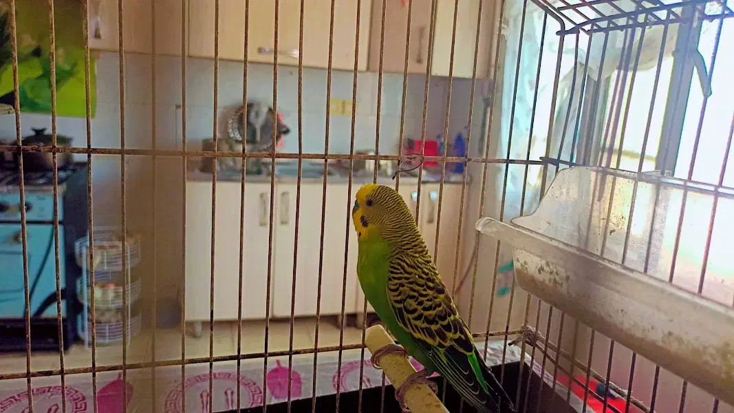 مرغ عشق با قفص|پرنده|خرمشهر, |دیوار