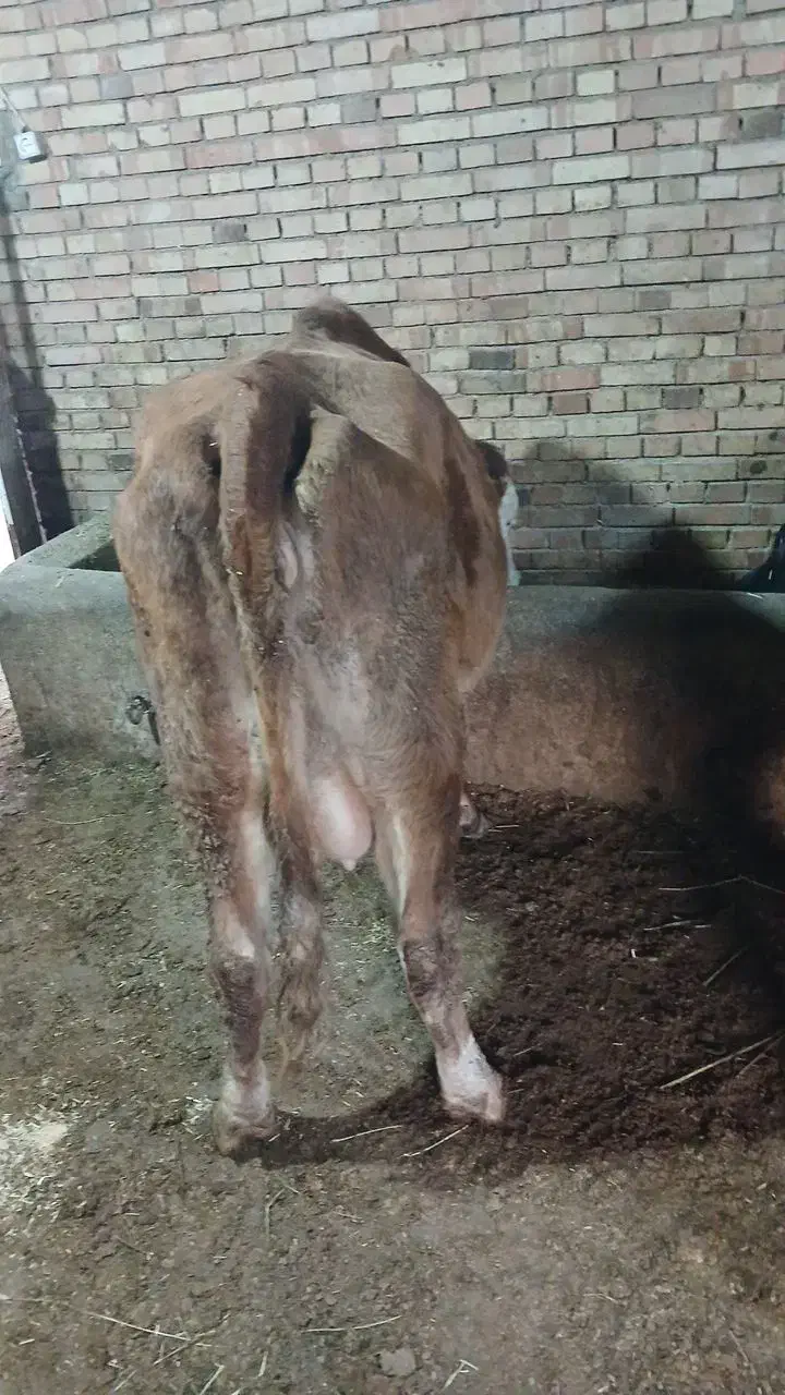 گاو گوشتی گوساله نر|حیوانات مزرعه|نقده, |دیوار