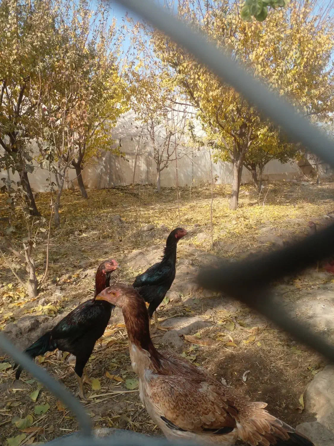 سلام  ۷ عدد جوجه اوشامو|حیوانات مزرعه|طرقبه, |دیوار