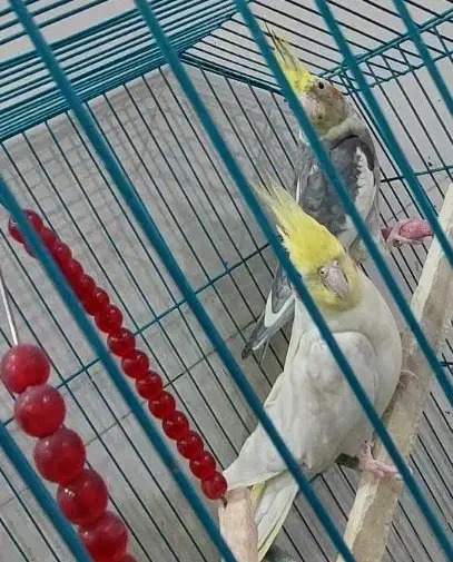 عروس هلندی|پرنده|سوسنگرد, |دیوار