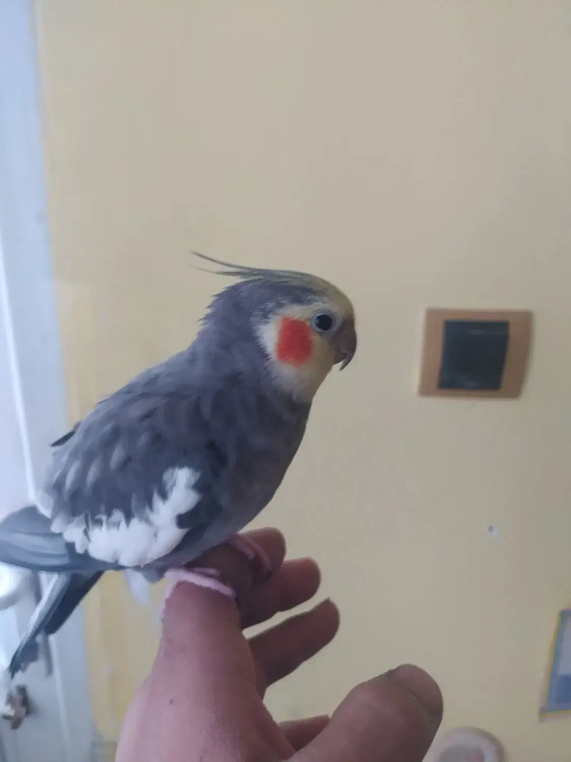 عروس هلندی سخن گو دستی|پرنده|بجنورد, |دیوار