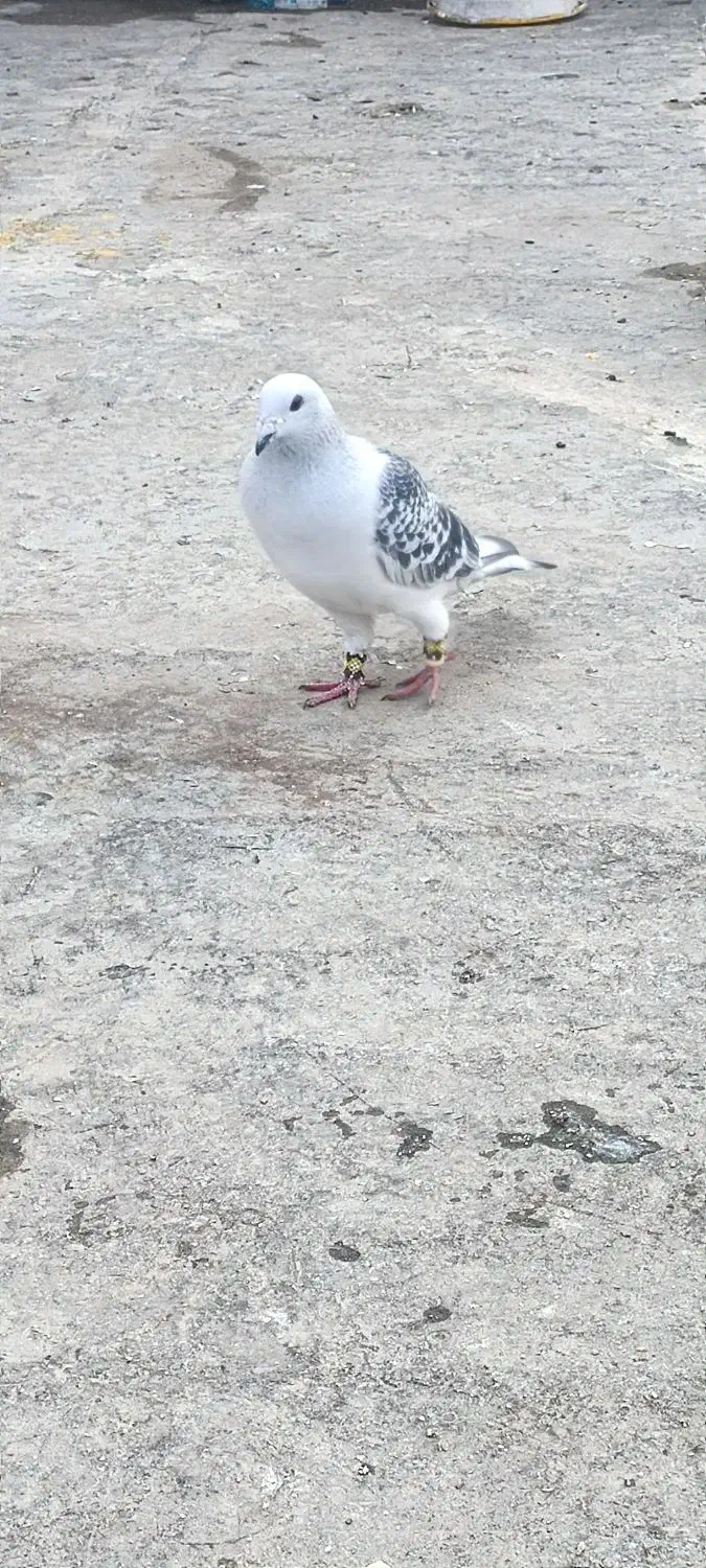 شامی نر چشم سیاه|پرنده|مینودشت, |دیوار