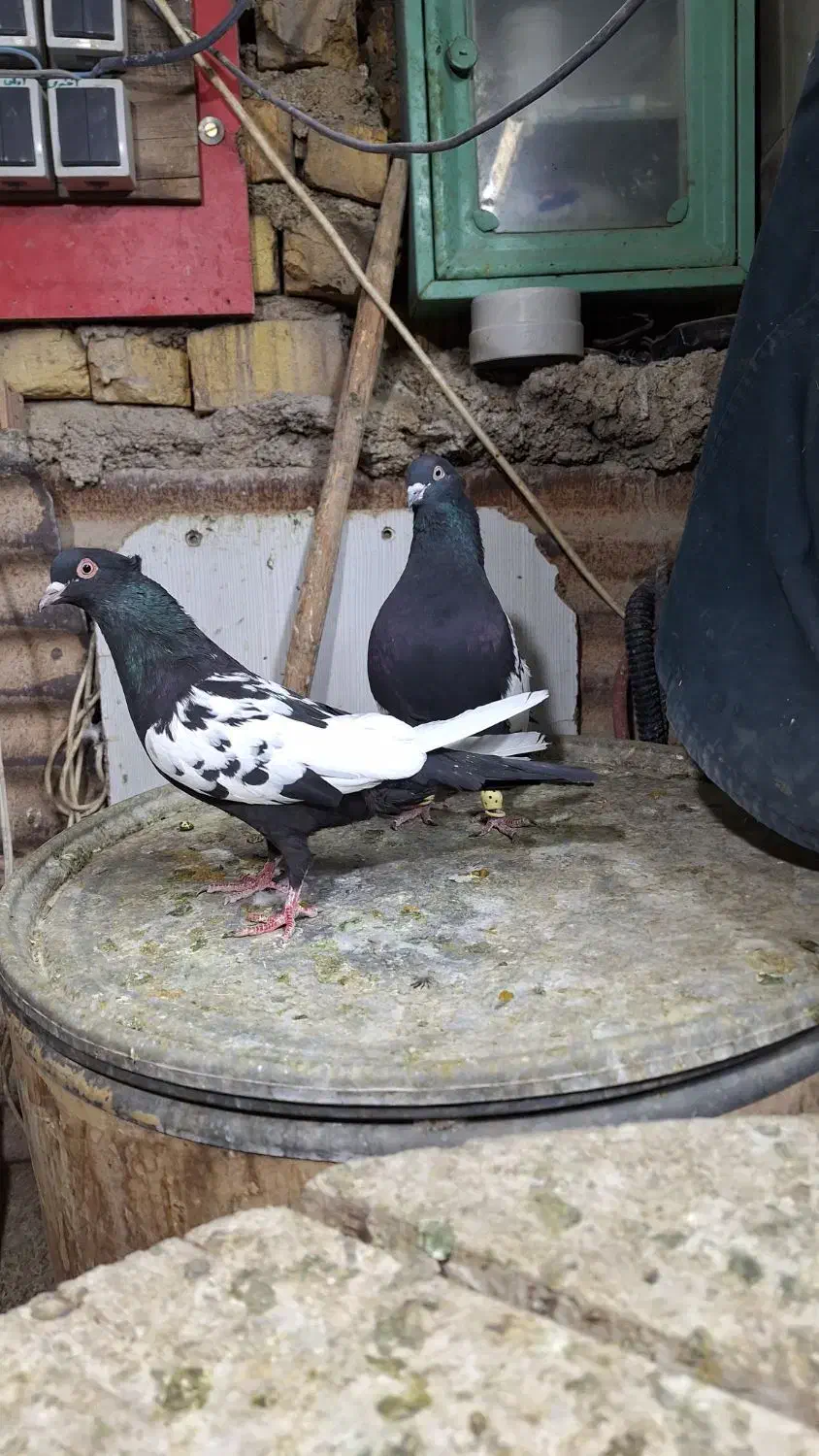 کفتر سینه سیاه|پرنده|شیراز, شیخ علی چوپان|دیوار