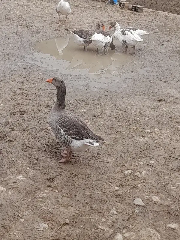 غاز|حیوانات مزرعه|شیراز, کفترک|دیوار