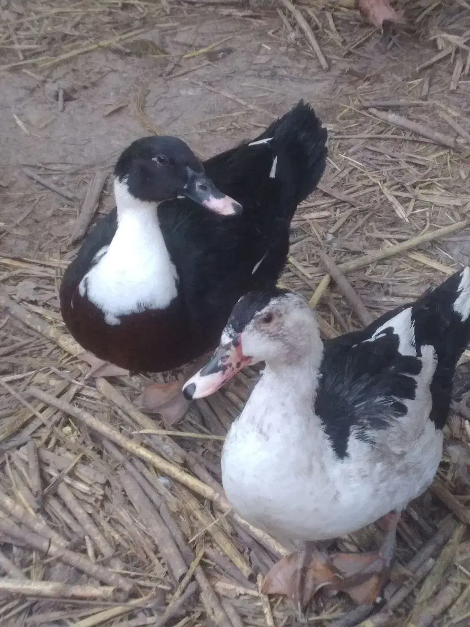 اردک خارجی نر|حیوانات مزرعه|کلاله, |دیوار