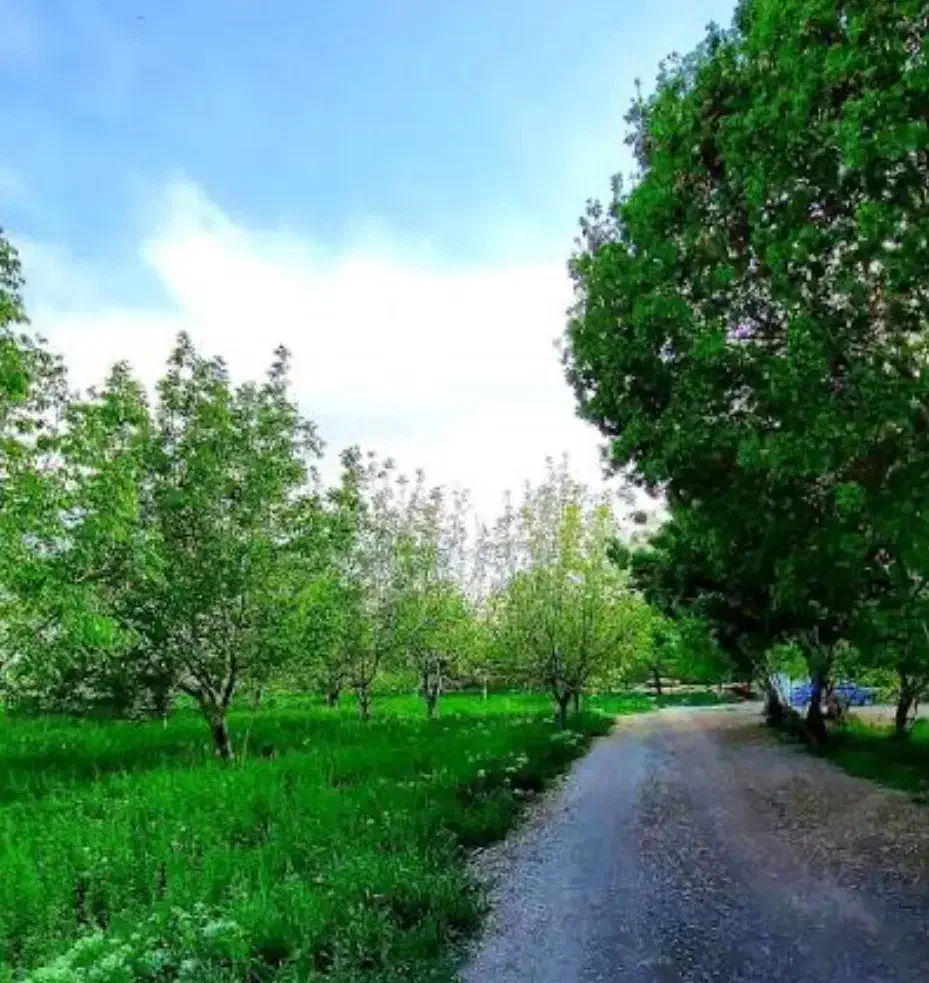 زمین کشاورزی چسبیده به بافت مناسب گلخانه|فروش دفتر صنعتی، کشاورزی، تجاری|شریف‌آباد, |دیوار